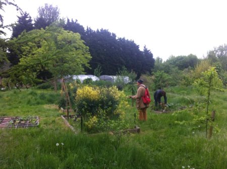 Hackney Marshes Community Garden