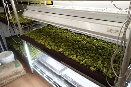 Uncommon Ground, The Organic Roof Top Farm