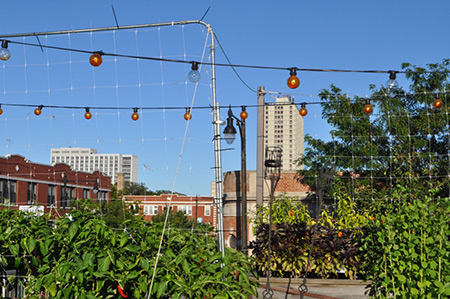 Uncommon Ground, The Organic Roof Top Farm