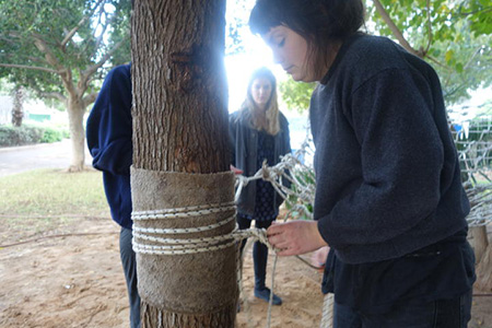 The Hammock and the Tree
