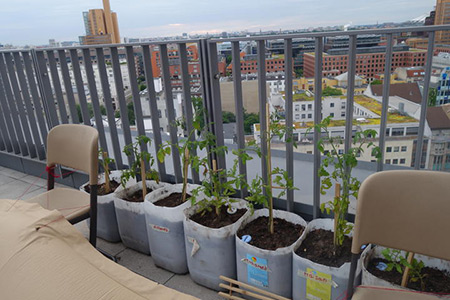 The Garden Is a Living Room